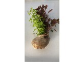 Schelp - 2 soorten stengelplanten in 1 schelp