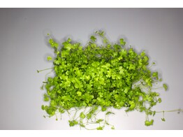 Hydrocotyle tripartita  sp. Japan  - mat