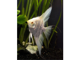 Pterophyllum scalare marble cream red eye XL