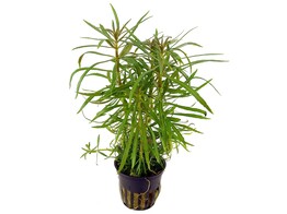 Eusteralis stellata