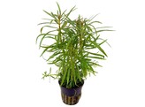 Eusteralis stellata