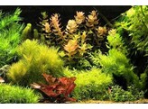 Stengelplanten  our selection
