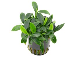 Anubias   our selection