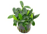 Anubias   our selection