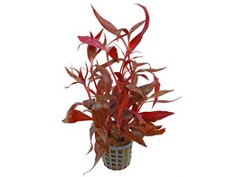 Alternanthera   our selection