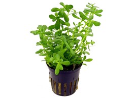 Bacopa   our selection