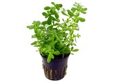 Bacopa   our selection