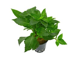 Hygrophila   our selection