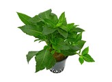 Hygrophila   our selection