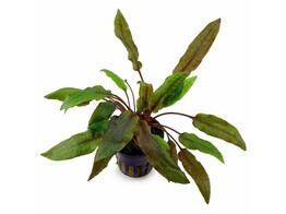 Cryptocoryne our selection