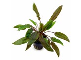 Cryptocoryne our selection