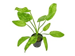 Echinodorus our selection