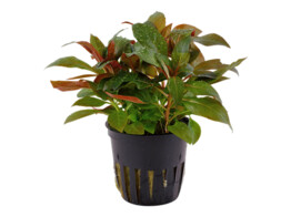 Ludwigia  our selection