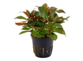 Ludwigia  our selection
