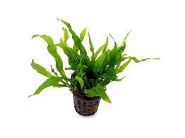 Microsorum our selection