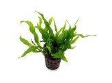 Microsorum our selection