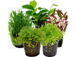 Stem plant foreground our selection