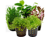 Stem plant foreground our selection