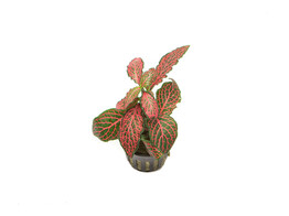 Fittonia red- not rooted