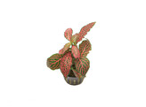 Fittonia red- not rooted