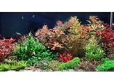 Stem plant not terrarium our selection