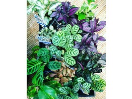Stem plant terrarium our selection