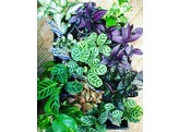 Stem plant terrarium our selection