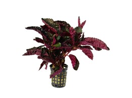 Hemigraphis colorata