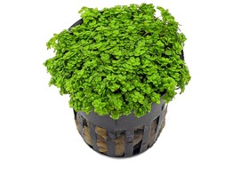 Hemianthus callitrichoides