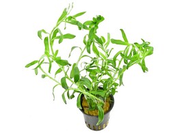 Heteranthera zolsterfolia