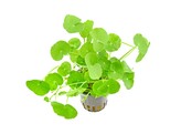 Hydrocotyle leucocephala