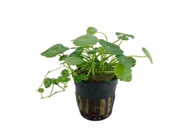 Hydrocotyle verticilata