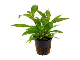Hygrophila siamensis