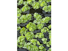 208 Salvinia