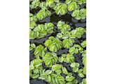 208 Salvinia