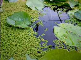 208 Azolla