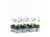 mix oxyen plants 9 cm cup  212