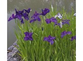 Iris ensata  kaempferi 