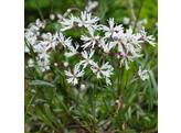 Lychnis flos-cuculi  Alba 