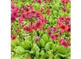 Primula japonica