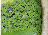 212 Azolla