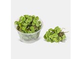 212 Salvinia