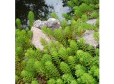 Myriophyllum brasiliensis