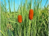 Typha laxmannii