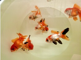 Carassius auratus Oranda Mix 6-7 SHOW