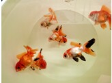 Carassius auratus Oranda Mix 6-7 SHOW