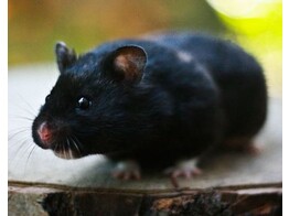 Russische hamster zwart beide geslachten   certificaat