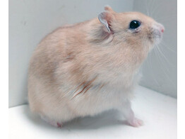 Russische hamster oranje man   certificaat