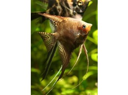 PTEROPHYLLUM SCALARE BRONZE BLACK FIN 3-3 5