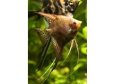 PTEROPHYLLUM SCALARE BRONZE BLACK FIN 3-3 5